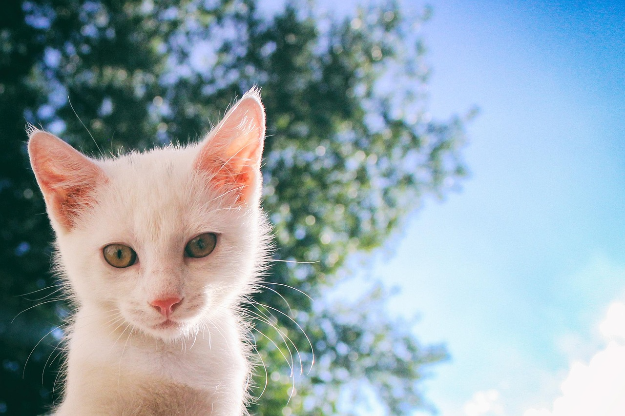 Gatinho branco sob a luz natural, à esquerda da fotografia