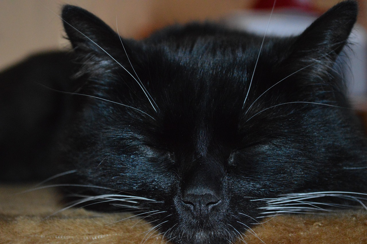 Gato preto descansando tranquilamente, com os olhos fechados